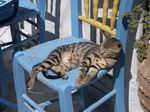 Katze beim Sonnenbaden